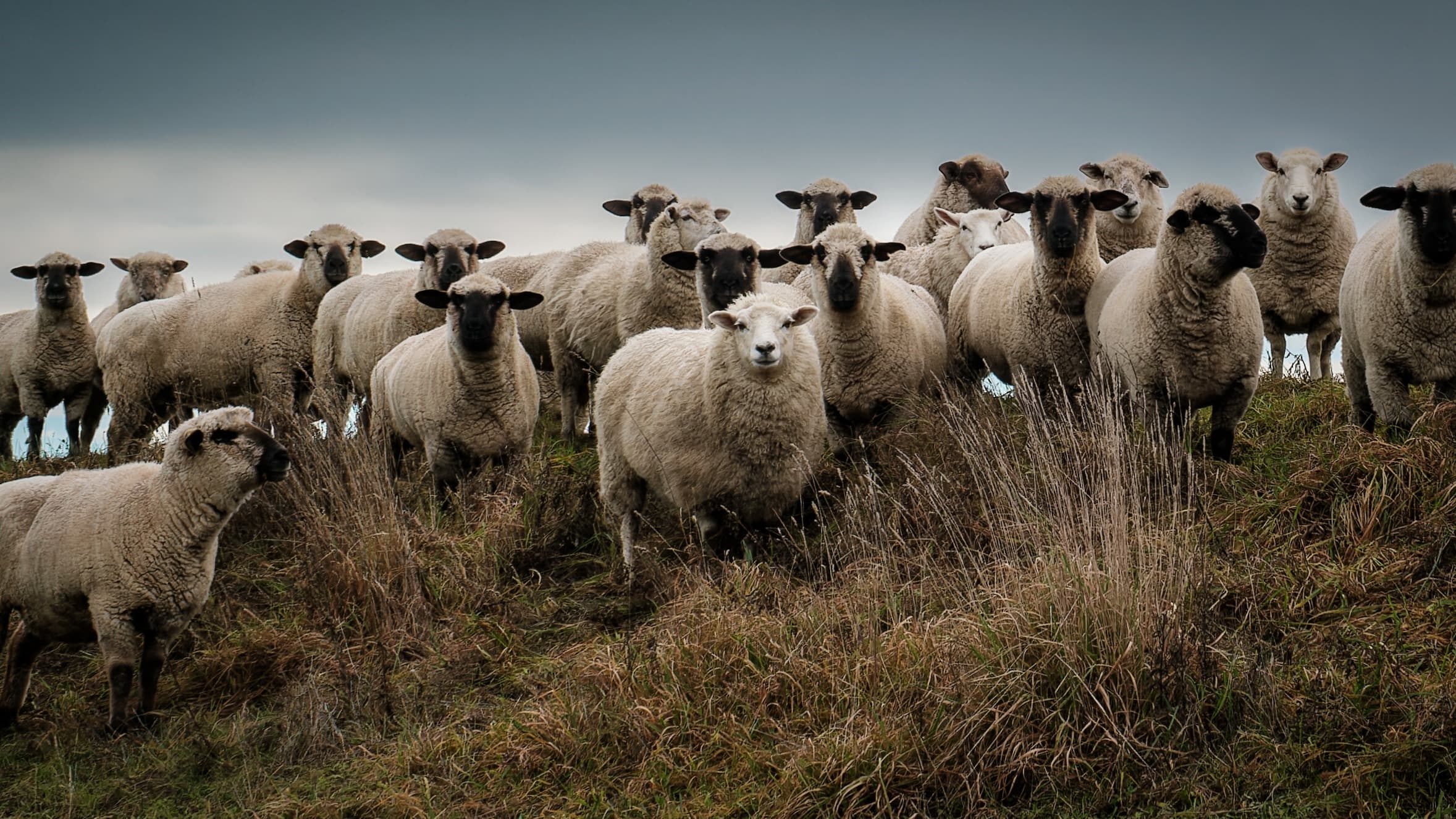 Sheep Landscape